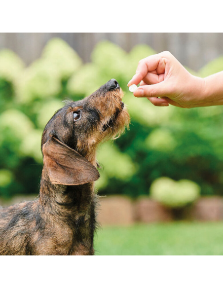 Beaphar VERMIpure Repelente Interno Natural en comprimidos para perros pequeños y cachorros