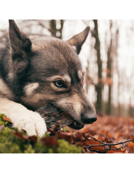 Cuerno vikingo giratorio