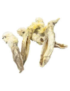 Fresh raw oreja conejo con pelo