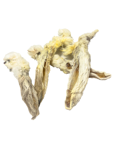 Fresh raw oreja conejo con pelo