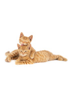GATOS